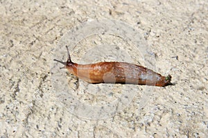 Slug with clipping path