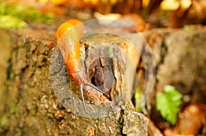 Slug close-up