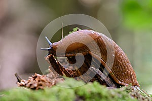 slug close-up on a fragment of an old tree with a blurred background