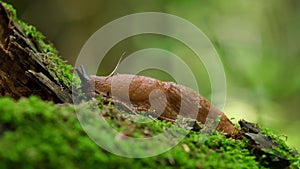 slug close-up on a fragment of an old tree with a blurred background