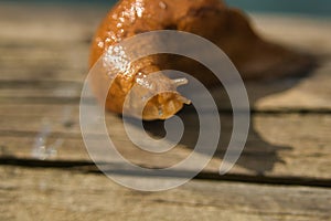 Slug in close-up on wooden surface