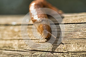 Slug in close-up on wooden surface