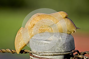 Slug closeup