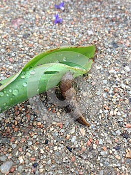 Slug crawl
