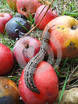 slug crawling on apples at summer day photo