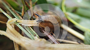 Slug crawling and eating grass