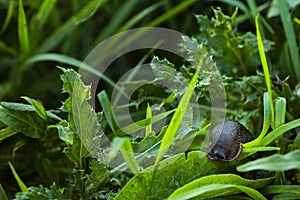 A slug crawling through the grass photo