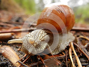 A slug crawling on the ground