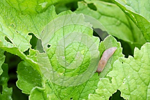 Slug crawling on home grown red radish leaves