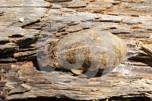 Slug Crawling On Old Log