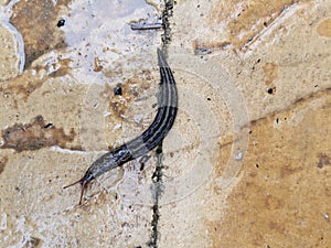 Slug crawling on orange pavement