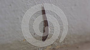 Slug crawling over a concrete floor, which is also called snails without shells