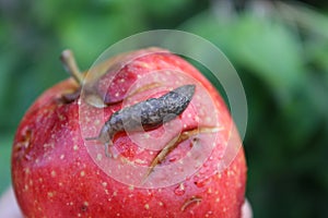 Slug Crawling on Overripe Bruised Apple