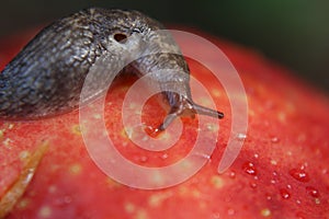 Slug Crawling on Overripe Bruised Apple