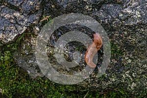 Slug crawling up side of wet boulder