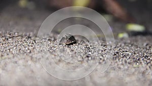 Slug crawling on wet sand