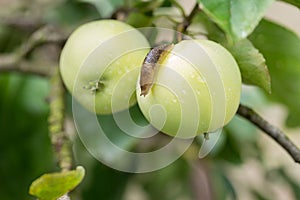 slug crawls through a green apple