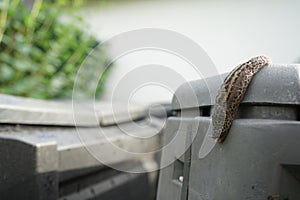 A slug crawls on a plastic composter in the garden in June. Berlin, Germany