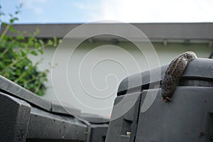 A slug crawls on a plastic composter in the garden in June. Berlin, Germany