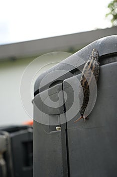 A slug crawls on a plastic composter in the garden in June. Berlin, Germany