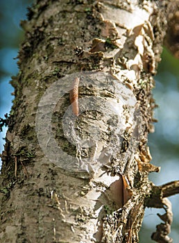 Slug crawls through the tree