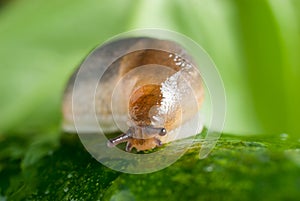 Slug creeps on a cucumber surface