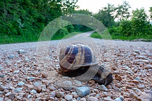 Slug crossing slowly the empty road