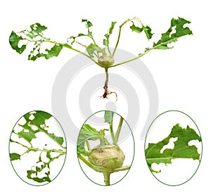 Slug damage of green kohlrabi