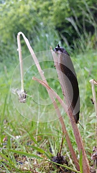 Slug on dandelion