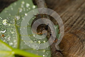 Slug with dews
