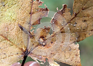 Slug on dry leaf