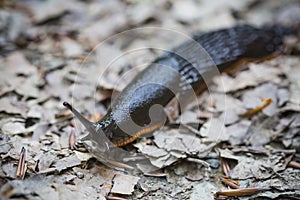 Slug on dry leafs