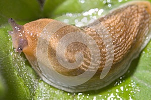 Slug, Dusky Arion