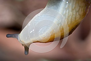 Slug, Dusky Arion