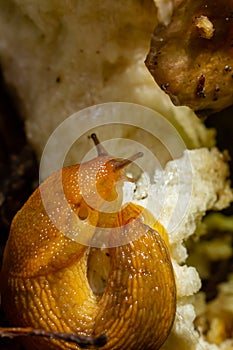 Slug, Dusky Arion, Arion subfuscus, Terrestrial Snail eating a mushroom in the forest