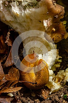 Slug, Dusky Arion, Arion subfuscus, Terrestrial Snail eating a mushroom in the forest