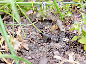 Slug eating