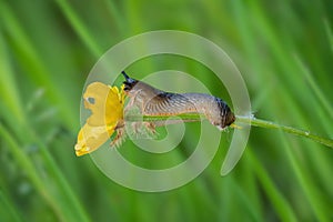 Slug eating buttercup. Arion ater agg.