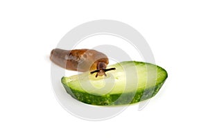 slug eating a cucumber isolated on white background