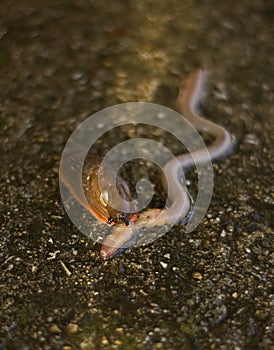 Slug eating earthworm