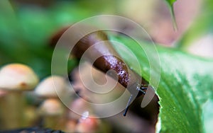 Slug eating leaf