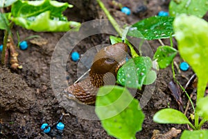 Slug eating snail grain