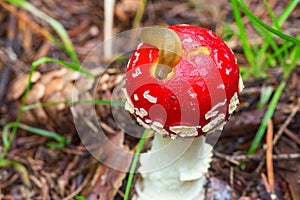 Slug eating on a toadstool