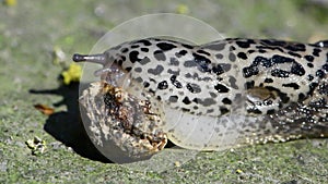 The slug eats the dried cherry fruit. The structure of the radula or grater is clearly visible.