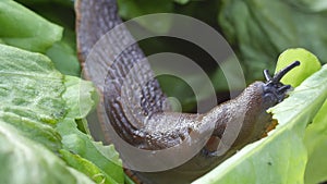 Slug eats salad