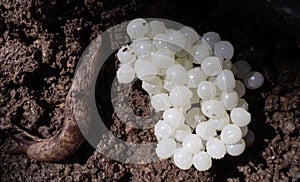 Slug eggs with slug on soil