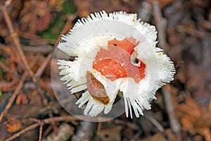 Slug Feeding on a Tattered Fungus