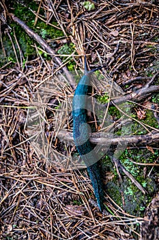 Slug on the forest path photo