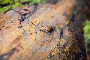 Slug on the forest path. Large Red Slug, Arion rufus