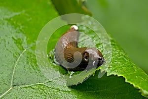 Slug on a fresh green leaf, closeup